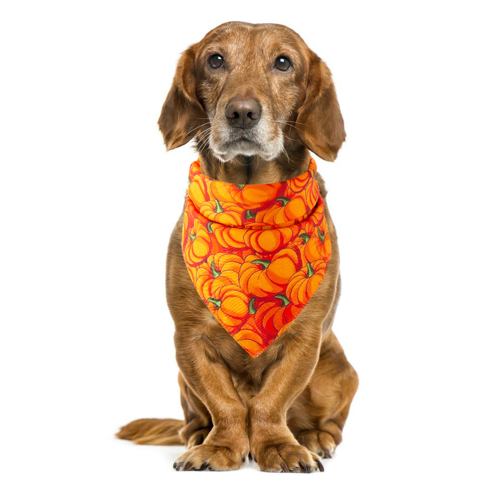 Halloween pet towel